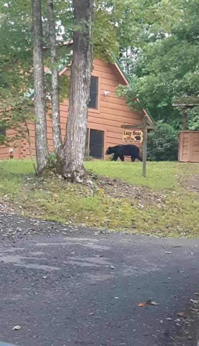 Lazy Bear Cabin Sevierville Zewnętrze zdjęcie